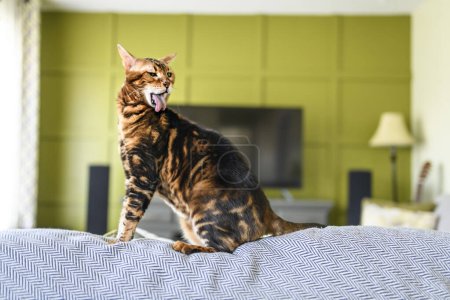 Eine bengalische Katze wie ein Leopard schleicht zu Hause auf dem Wohnzimmersofa