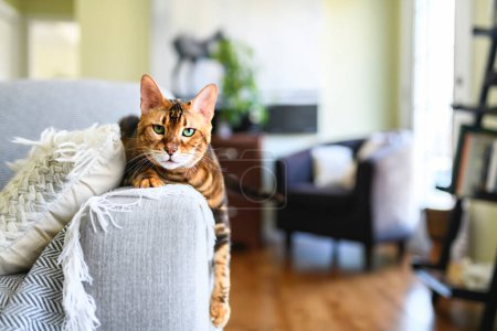 A Bengal cat like a leopard sneaks at home on the livingroom sofa