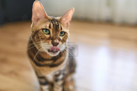 A Bengal cat like a leopard sneaks at home