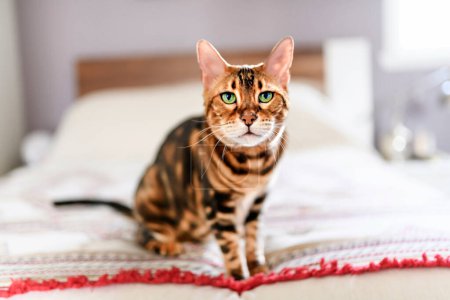 Eine bengalische Katze wie ein Leopard schleicht im heimischen Schlafzimmer