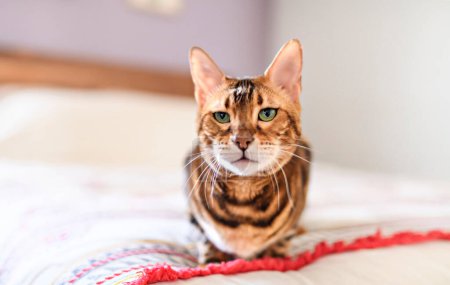 A Bengal cat like a leopard sneaks at home bedroom