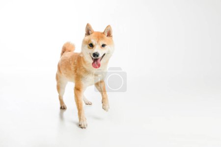 Un perro Shiba inu Perro japonés pelirrojo en el estudio blanco