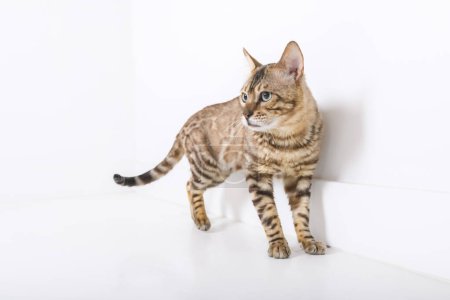 A Snow White bengal posing on the white surface
