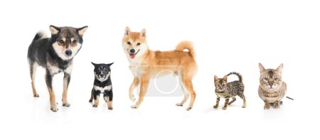 The Shiba inu dog Red-haired, black and baby Japanese dog on studio white and bengal cats