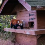 Red Panda at Edinburgh Zoo, Scotland, a Rare and Endangered Species native to Himalaya