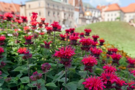 Téléchargez les photos : Frapper Monarda rouge en pleine floraison, une grappe de fleurs de baume d'abeille ardent, fleurs de Monarda rouge, communément appelé baume d'abeille, dans un cadre de jardin. - en image libre de droit