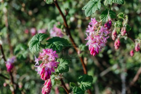 Flor Rosa Ribes Flor de grosella en primavera, Ribes sanguineum, comúnmente conocido como grosella floreciente o grosella roja, en flor.