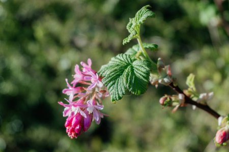 Blossoming Pink Ribes Currant Flower in Spring, Ribes sanguineum, commonly known as flowering currant or red-flowering currant, in bloom.