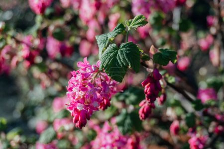 Blossoming Pink Ribes Currant Flower in Spring, Ribes sanguineum, commonly known as flowering currant or red-flowering currant, in bloom.