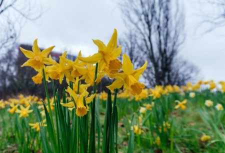 Yellow Narcissus Daffodil Flowers in Bloom, a field full of bright yellow daffodils against a cloudy sky backdrop.