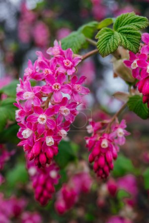 Flor Rosa Ribes Flor de grosella en primavera, Ribes sanguineum, comúnmente conocido como grosella floreciente o grosella roja, en flor.