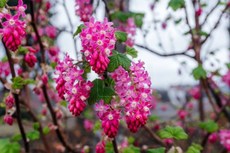 Ribes roses en fleurs Fleur de courge au printemps, Ribes sanguineum, communément appelé groseille à fleurs ou groseille à fleurs rouges, en fleurs.