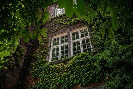 the natural beauty of green ivy leaves climbing up the aged brick exterior of a historic building, partially obscuring a classic white window