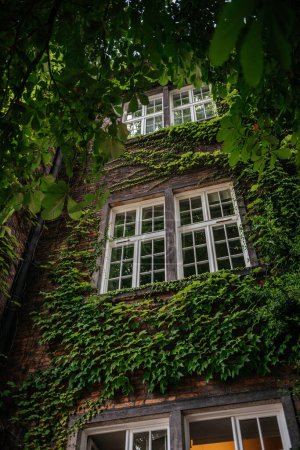 die natürliche Schönheit grüner Efeublätter, die an der in die Jahre gekommenen Backsteinfassade eines historischen Gebäudes emporklettern und ein klassisches weißes Fenster teilweise verdecken