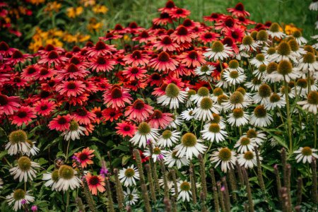 a striking array of Echinacea flowers, commonly known as Coneflowers, with a mix of rich reds and pure whites