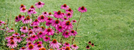 pink Echinacea flowers, also known as Purple Coneflowers, with their prominent central cones and lively pink petals