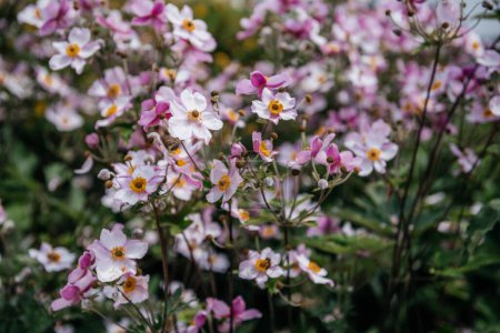 Eine Traube zarter rosa und weißer Anemone hupehensis, allgemein bekannt als Japanische Anemonen oder Windblumen, die in weiches natürliches Licht getaucht sind