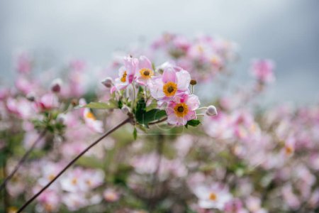 Eine verträumte Darstellung der blassrosa Anemone hupehensis, auch als Windblumen bekannt, die sich sanft auf einen verschwommenen Gartenhintergrund konzentriert