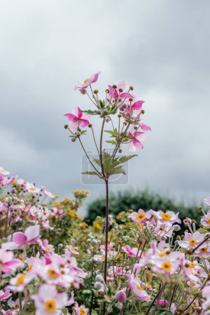 Une représentation rêveuse de l'Anemone hupehensis rose pâle, également connu sous le nom de fleurs du vent, doucement concentré sur un fond de jardin flou