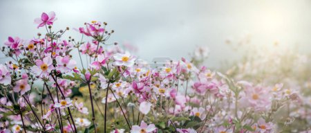 Panoramic image of a field of Japanese anemones, touched by the warm golden hues of sunlight.