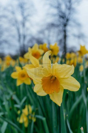 Yellow Narcissus Daffodil Flowers in Bloom, a field full of bright yellow daffodils against a cloudy sky backdrop.