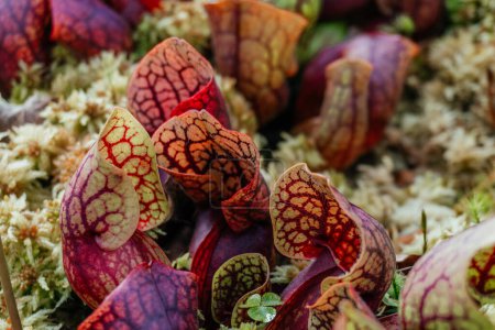 Fleischfressende Schlauchpflanzen wachsen im Moos, die faszinierende Schönheit der Schlauchpflanzen Sarracenia purpurea eingebettet in ein Beet aus üppigem Phagnummoos.