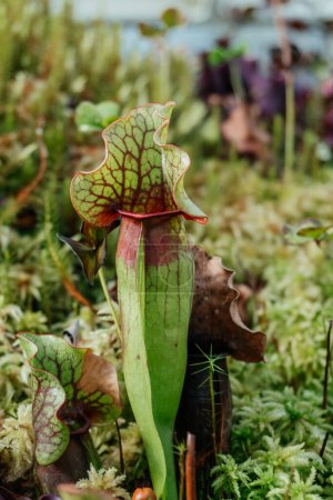 Carnivorous Pitcher Plants Growing in Moss, the intriguing beauty of pitcher plants Sarracenia purpurea nestled in a bed of lush sphagnum moss.