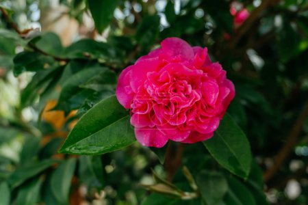 Camellia Japonica with Lush Green Leaves, a stunning close-up of a single pink Camellia japonica flower, also known as the Japanese camellia, in full bloom