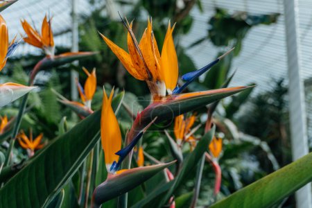 Exotische Strelitzia-Blumen im Gewächshaus, die exotische Schönheit der Paradiesvogelblume Strelitzia reginae mit ihren leuchtenden orangen und blauen Blütenblättern
