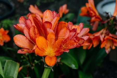 Orange Clivia Flowers in Moist Garden Soil, un primer plano de la vibrante Clivia miniata, comúnmente conocida como lirio arbusto, con gotas de lluvia frescas adornando los pétalos