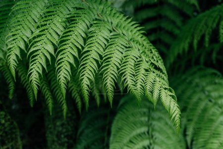 Photo for Lush Green Fern Leaves in Forest, the intricate details and patterns of lush green fern leaves - Royalty Free Image