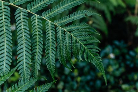Saftig grüne Farnblätter im Wald, die komplizierten Details und Muster üppig grüner Farnblätter