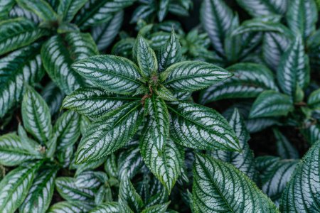 Dunkelgrüne und silberne Pilea Plant Leaves, die schöne Struktur und das Muster der Pilea Spruceana Blätter, auch als silberne Pilea bekannt