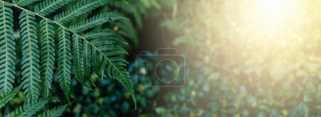Photo for Lush Fern Foliage in Morning Sunlight, vibrant green fern fronds bathed in the soft golden light of the morning sun - Royalty Free Image