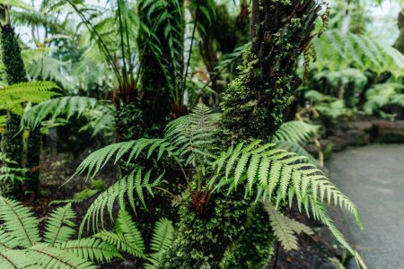 Helechos verdes exuberantes Creciendo en el árbol musgoso, una vista de cerca del tronco de un árbol en una exuberante selva tropical, llena de vida mientras los helechos crecen del musgo rico y verde que cubre la corteza