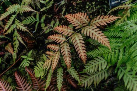 Orange and Green Fern Leaves in Forest, the striking contrast between the orange and green fern fronds in a natural forest setting