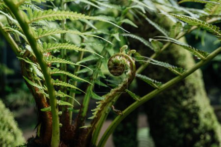 Unfurling Fern Frond in Lush Greenery, the spiral beauty of a fern crozier, also known as a fiddlehead, as it begins to unfurl amidst a backdrop of mature fern fronds