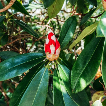 Lebendige Rhododendron-Blume Beginning to Bloom, das markante Detail einer Rhododendron-Knospe, deren rote und weiße Blütenblätter sich gerade in einem Hintergrund sattgrünen Laubs zu entfalten beginnen