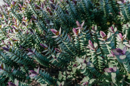 Foto de El denso follaje de las plantas de Hebe Addenda, notable por sus vibrantes hojas de punta púrpura - Imagen libre de derechos
