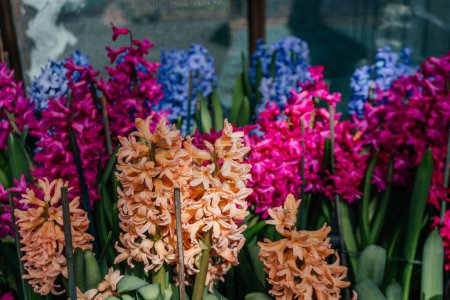 Pink, Blue, and Peach Hyacinth Flowers in Garden, a beautiful display of hyacinth flowers, featuring a variety of colors including pink, blue, and peach