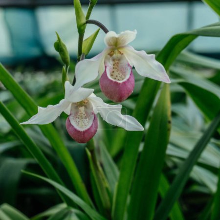Foto de Pink and White Paphiopedilum Orchid Duo, las exóticas orquídeas Ladys Slipper, científicamente conocidas como Paphiopedilum, con sus únicas bolsas rosas y pétalos blancos manchados - Imagen libre de derechos