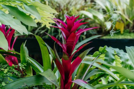 Tropical Bromeliad with Green Foliage, a striking pink bromeliad at the center of lush green foliage