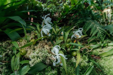 Orchidées blanches et gousses vertes en forêt tropicale, orchidées blanches délicates en fleurs aux côtés des gousses de graines vertes