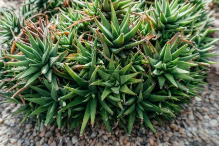 Photo for Succulent Cluster Close-up of Aloe Vera, a dense cluster of succulent plants, likely a variety of aloe, showcasing their thick, green, pointed leaves with soft thorns - Royalty Free Image