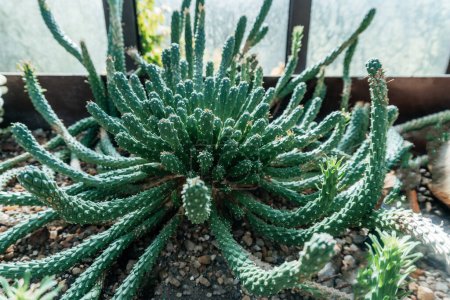 Strahlende Kaktuspflanze in Nahaufnahme, eine sternförmige Kaktuspflanze mit zahlreichen schlanken, grünen Armen, die nach außen strahlen und jeweils mit kleinen weißen Flecken und Dornen bedeckt sind