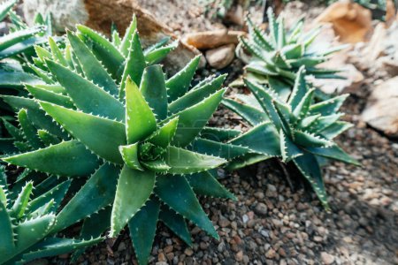 Spiky Aloe Plants in Rocky Soil, a group of vibrant aloe vera plants with sharp, elongated green leaves, each edged with tiny spikes