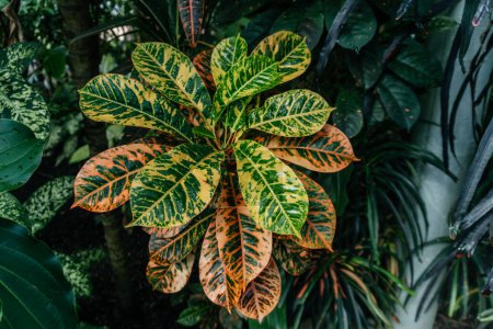 Colorful Tropical Croton Foliage Close-Up, the striking leaf patterns of a variegated Croton plant, with vivid green, yellow, and orange hues