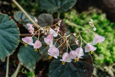 Begonia with Pink Blossoms and Green Leaves, of delicate pink Begonia flowers, each composed of tiny petals with bright yellow centers, suspended above heart-shaped green leaves