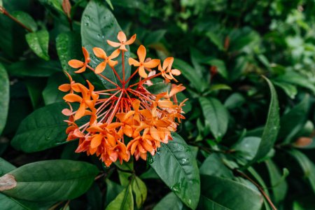 Lebendige Orange Ixora Cluster in Bloom, eine atemberaubende Traube orangefarbener Ixora-Blüten in voller Blüte