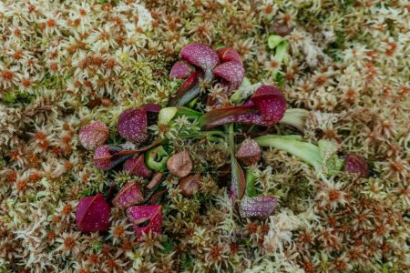 Pichet carnivore Plantes Grandir dans la mousse, la beauté intrigante des plantes de pichet Sarracenia purpurea niché dans un lit de mousse de sphaigne luxuriante.